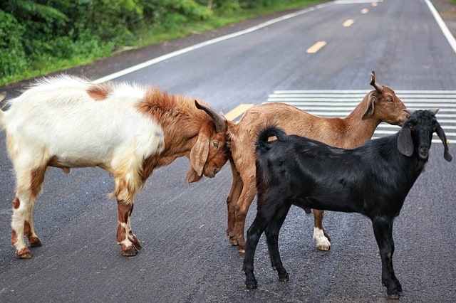 Photo de chèvres traversant la rue et la derniere pousse l'autre avec sa tête accoté sur son popotin.