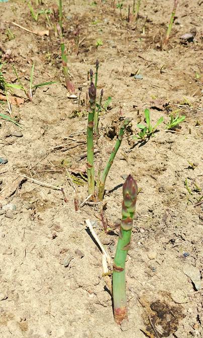 Photo des asperges vertes poussant dans le potager de Johanne, elles sortent un peu de terre.