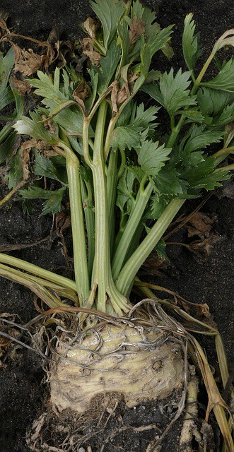 Photo d'un plant complet de céleri-rave où l'on voit bien le bulbe rond utilisé pour faire des frites keto