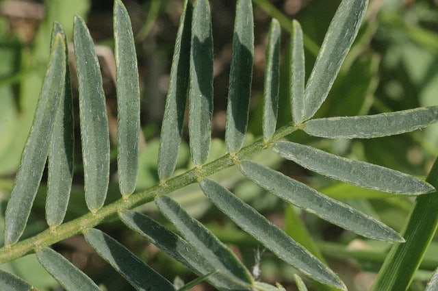 vue de près d'une tige et feuilles de la plante d'astragale